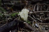 Clavulina coralloides image