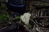 Clavulina coralloides image