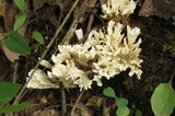 Tremellodendron pallidum image
