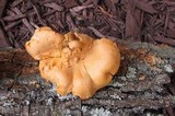 Cantharellus lateritius image