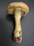 Amanita wellsii image