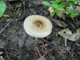 Hymenopellis megalospora image