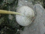 Hymenopellis megalospora image