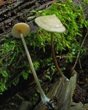 Entoloma conicum image