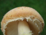 Amanita wellsii image
