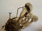 Hodophilus paupertinus image