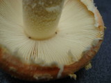 Amanita wellsii image