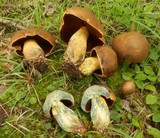Boletus vermiculosus image