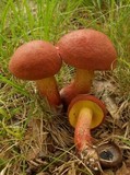 Boletochaete bicolor image