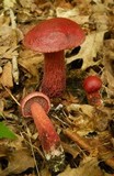 Boletus frostii image