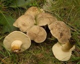 Retiboletus griseus image