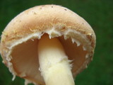 Amanita wellsii image