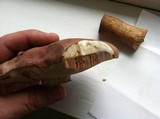 Tylopilus rubrobrunneus image