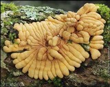 Hypocreopsis rhododendri image