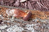 Tylopilus badiceps image