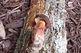Tylopilus badiceps image