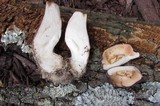 Tylopilus badiceps image