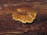 Tapinella atrotomentosa image