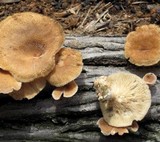 Panus neostrigosus image