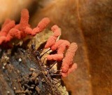 Arcyria denudata image