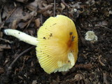 Amanita banningiana image