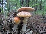 Amanita persicina image