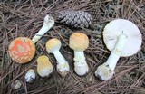 Amanita persicina image
