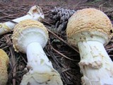 Amanita persicina image