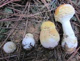 Amanita persicina image