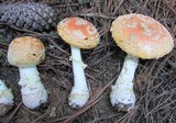 Amanita persicina image