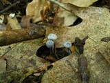 Hypomyces papulasporae image
