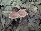 Clitocybe gibba image
