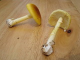 Amanita banningiana image