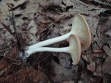 Clitocybe gibba image