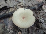 Clitocybe gibba image