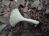 Clitocybe gibba image