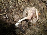 Entoloma undatum image