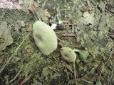 Entoloma undatum image