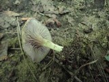 Entoloma undatum image