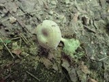 Entoloma undatum image