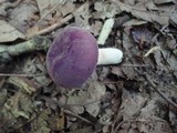 Russula mariae image