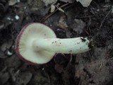 Russula mariae image