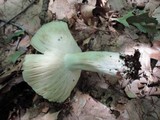 Russula atropurpurea image