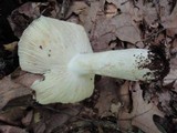 Russula atropurpurea image