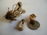 Hodophilus paupertinus image