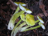 Hygrocybe virescens image