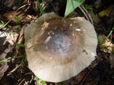Amanita sect. Vaginatae image