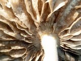 Amanita sect. Vaginatae image