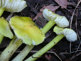 Hygrocybe virescens image
