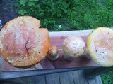 Amanita persicina image